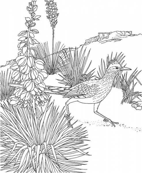 Roadrunner and Yucca New Mexico State Bird and Flower coloring page image