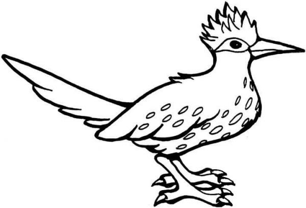 Roadrunner Bird  coloring page image