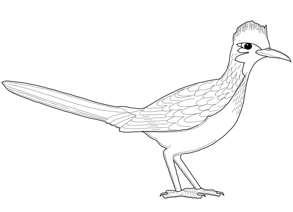 Roadrunner coloring page image