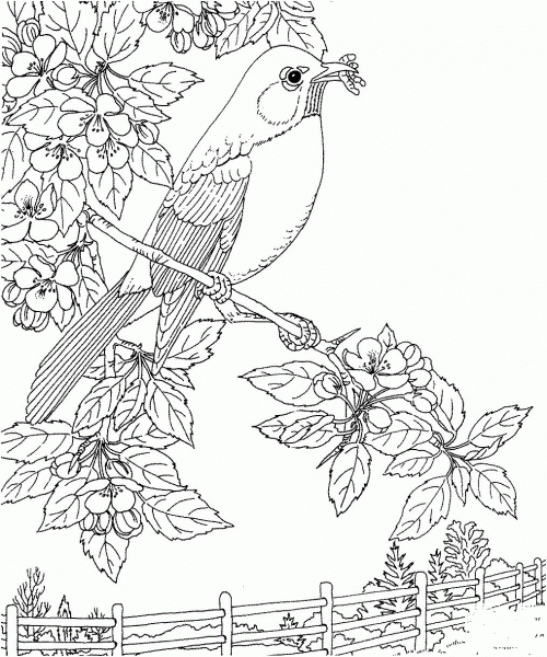 Robin and Apple Blossom Michigan State Bird and Flower coloring page image