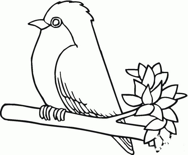 Robin Bird coloring page image
