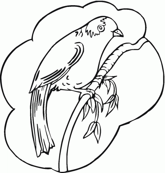 Robin coloring page image