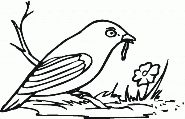 Robin coloring page image