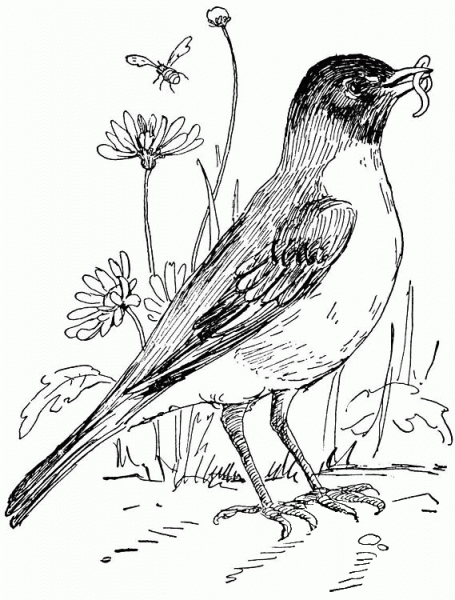 Robin In Flower Garden coloring page image