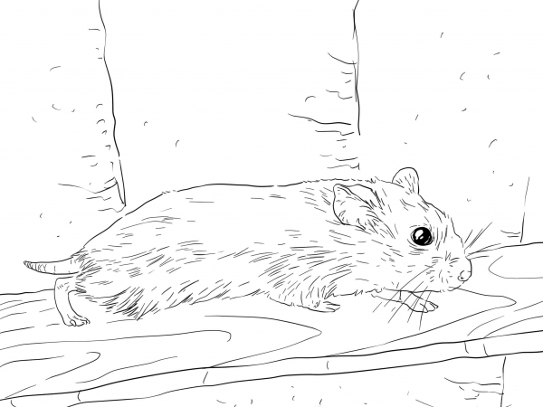 Roborovski Dwarf Hamster coloring page image