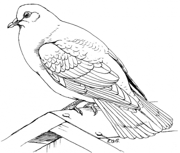 Rock Dove coloring page image