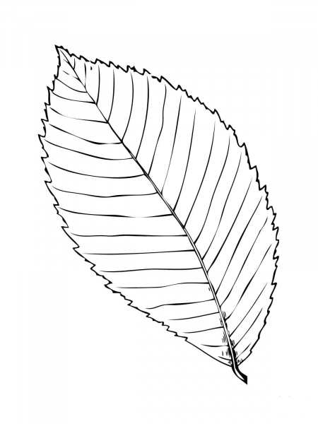 Rock Elm or Cork Elm Leaf coloring page image