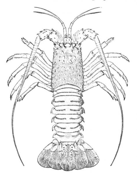 Rock Lobster coloring page image