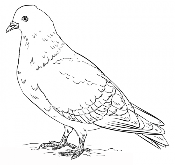 Rock Pigeon coloring page image