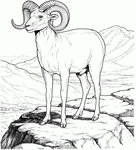 Rocky Mountain Bighorn Sheep coloring page image