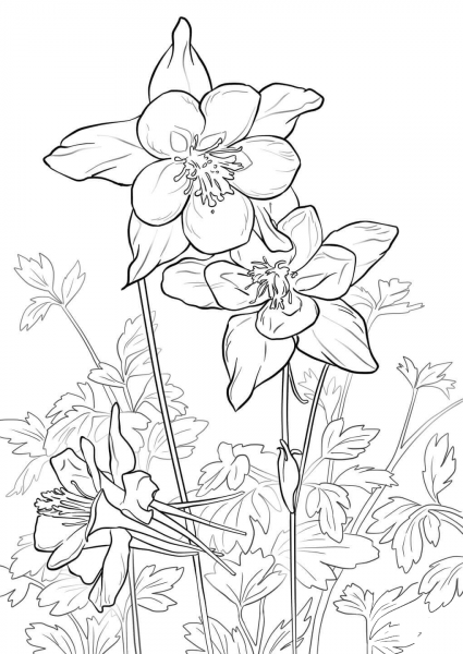 Rocky Mountain Columbine coloring page image