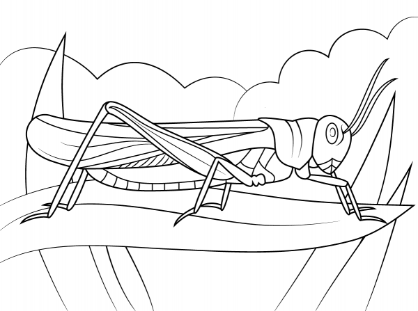 Rocky Mountain Locust coloring page image