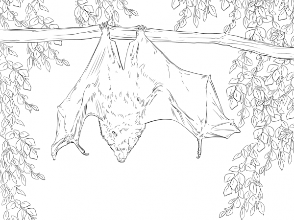 Rodrigues Fruit Bat coloring page image
