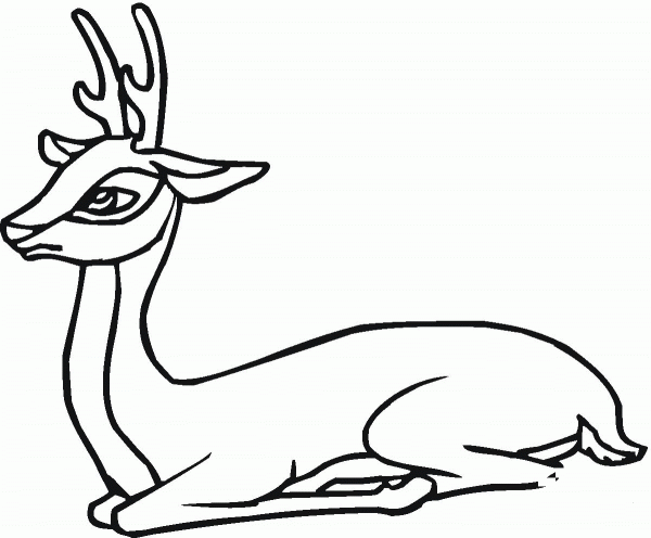 Roe Deer coloring page image