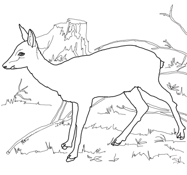 Roe Deer coloring page image