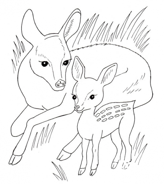 Roe Deers coloring page image