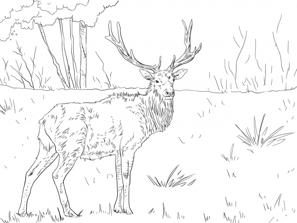 Roosevelt Elk coloring page image