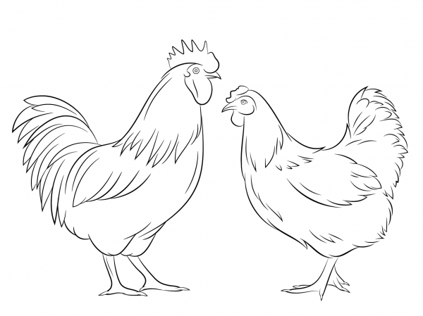 Rooster and Hen coloring page image