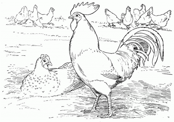 Rooster and Hen Laying Eggs coloring page image