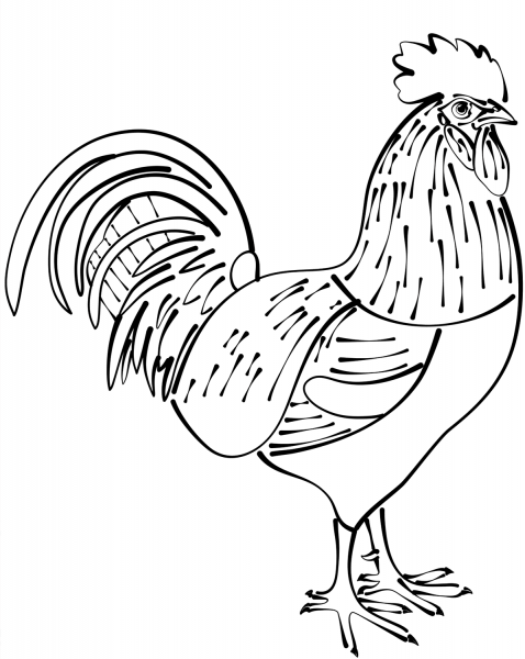 Rooster coloring page image