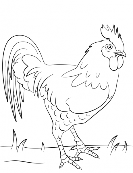 Rooster coloring page image