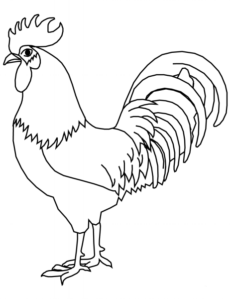 Rooster coloring page image