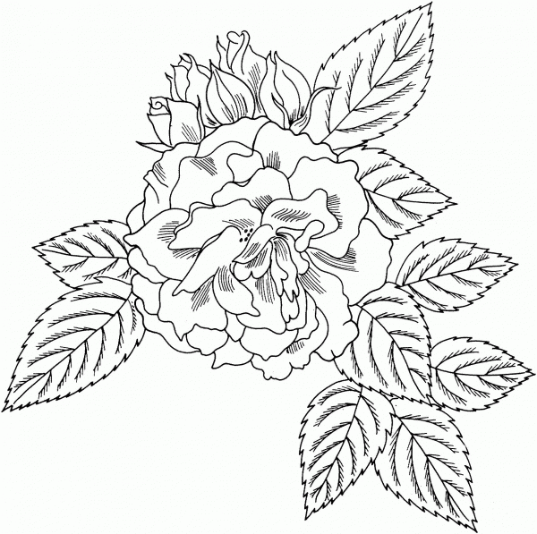 Rosa ‘Bahia’ Floribunda Rose coloring page image