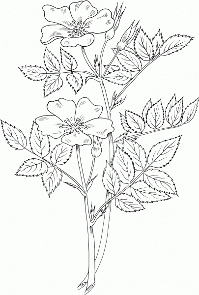 Rosa Blanda or Meadow Wild Rose or or Prairie Rose coloring page image