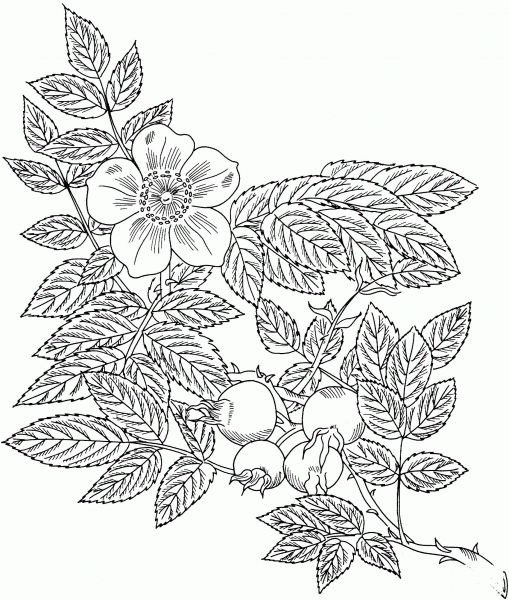Rosa Eglanteria or Sweet Briar Rose coloring page image