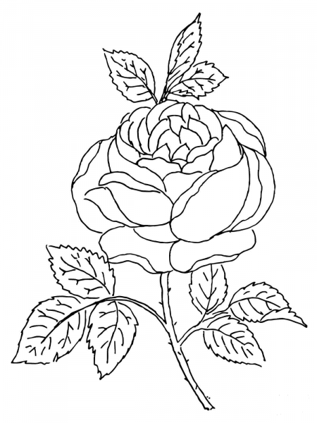 Rose Blossom coloring page image