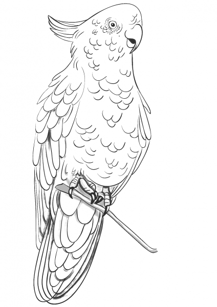 Rose Breasted Cockatoo coloring page image