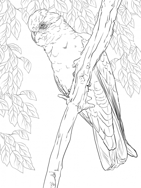 Rose Breasted Cockatoo or Galah coloring page image