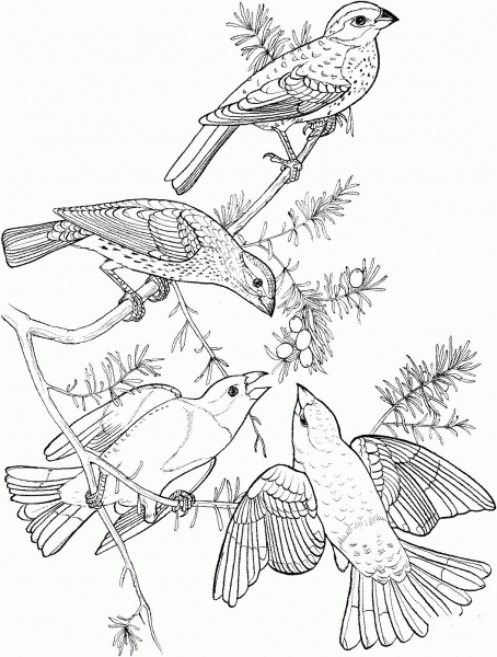 Rose Breasted Grosbeak coloring page image