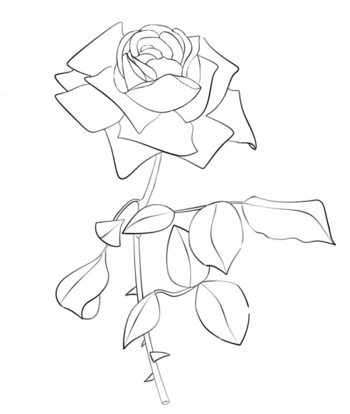 Rose coloring page image