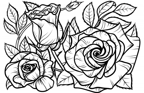 Rose coloring page image