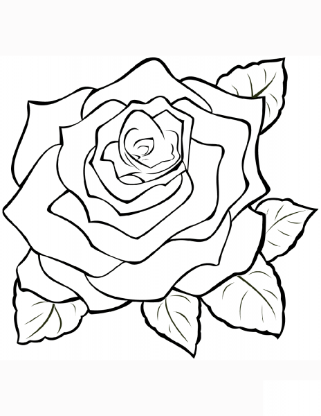 Rose coloring page image