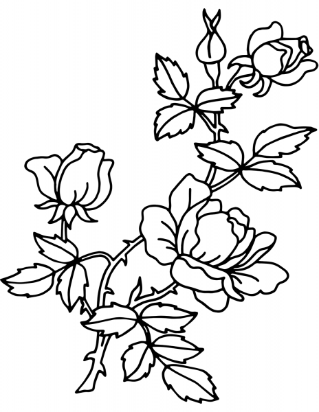 Rose coloring page image