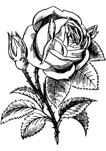 Rose coloring page image