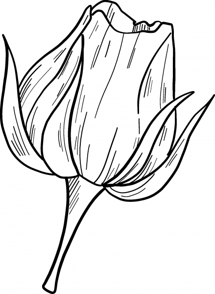 Rose coloring page image