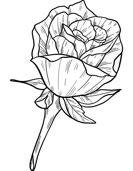 Rose coloring page image