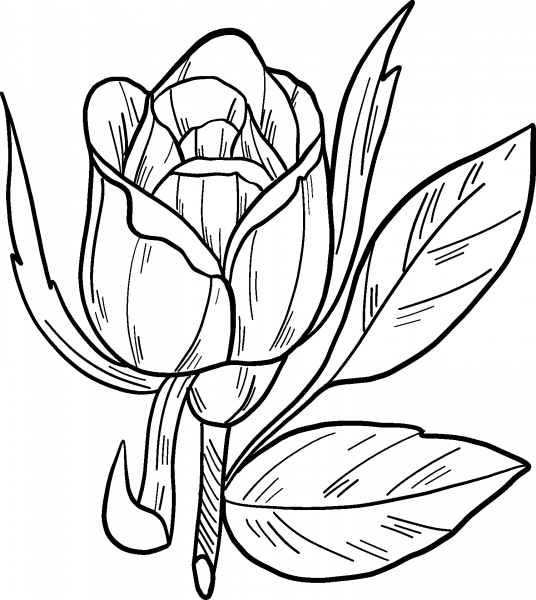 Rose coloring page image
