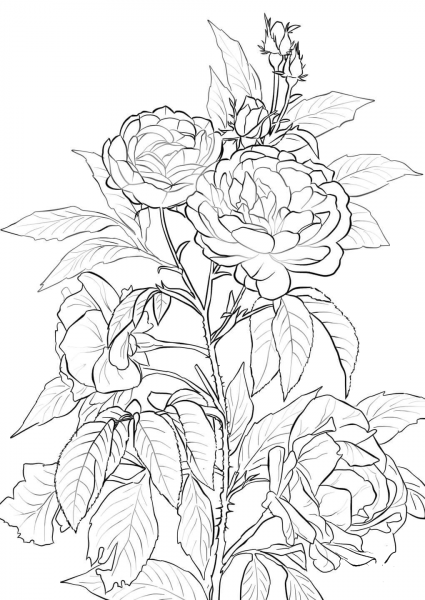 Rose coloring page image