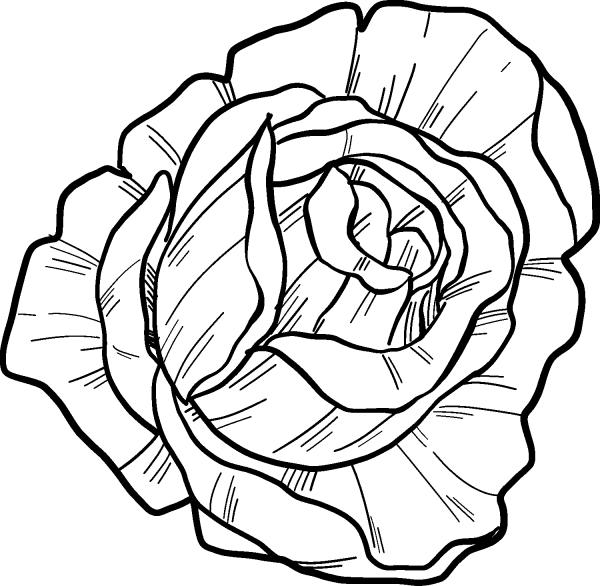 Rose coloring page image
