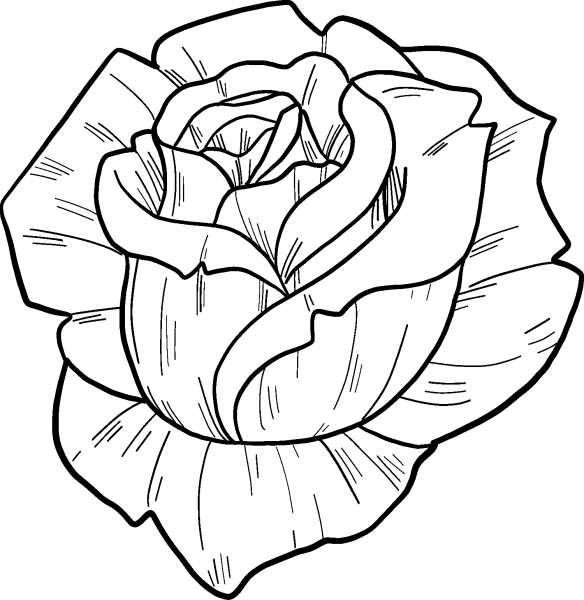Rose coloring page image