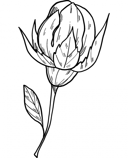Rose coloring page image