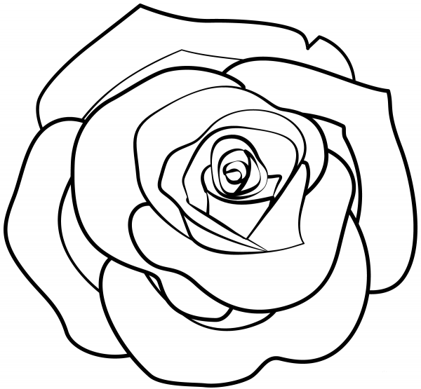 Rose coloring page image
