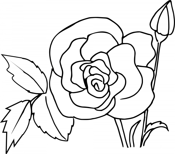 Rose coloring page image