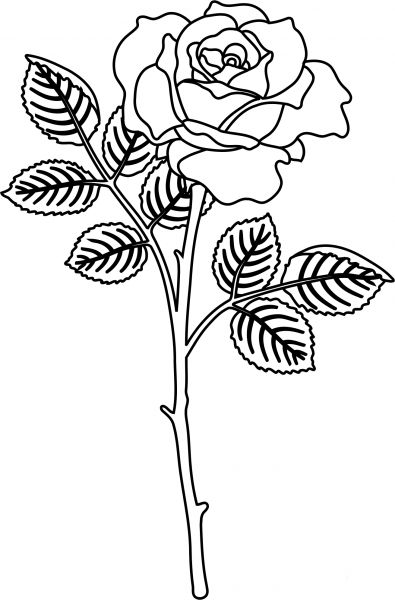 Rose coloring page image