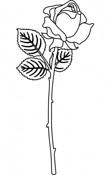 Rose coloring page image