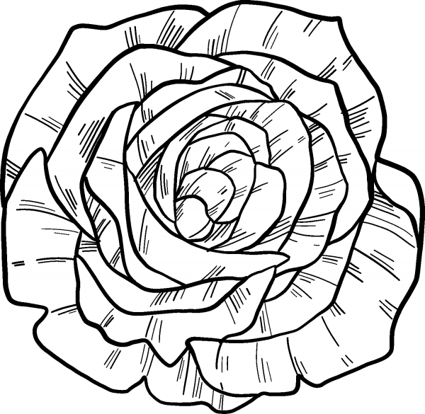 Rose coloring page image